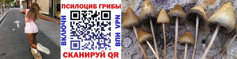 Псилоцибиновые грибы Psilocybe  закладка  Вязники 